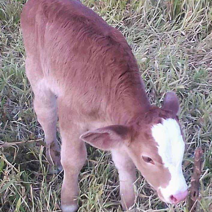 One- to two-day-old calf from the Ngaoundaba program