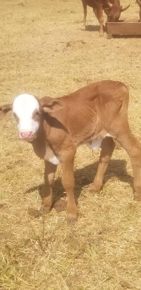 One- to two-day-old calf from the Ngaoundaba program