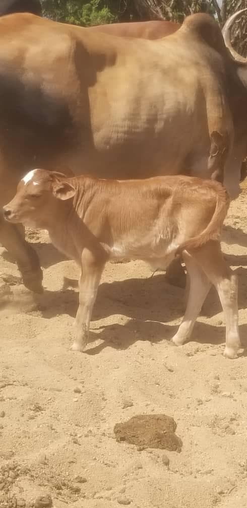 One- to two-day-old calf from the Ngaoundaba program
