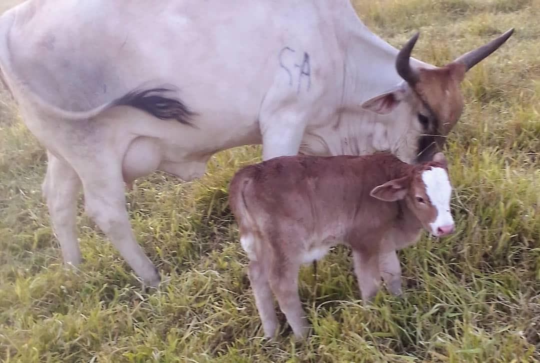 One- to two-day-old calf from the Ngaoundaba program