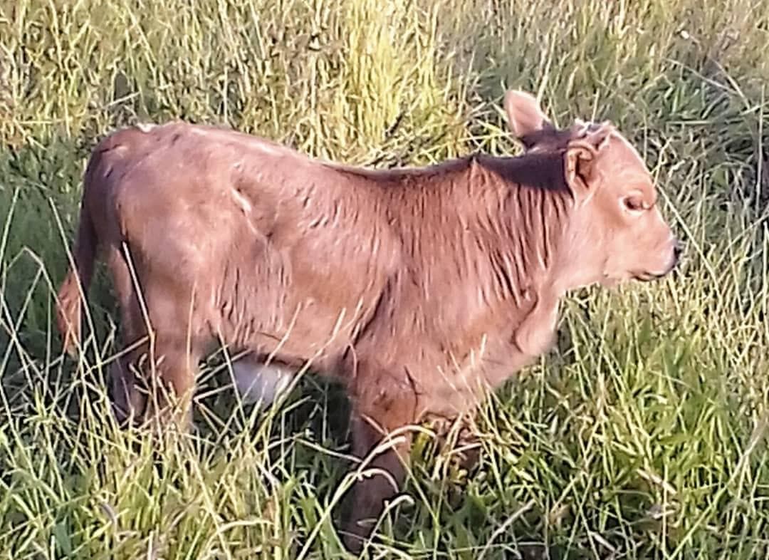 One- to two-day-old calf from the Ngaoundaba program
