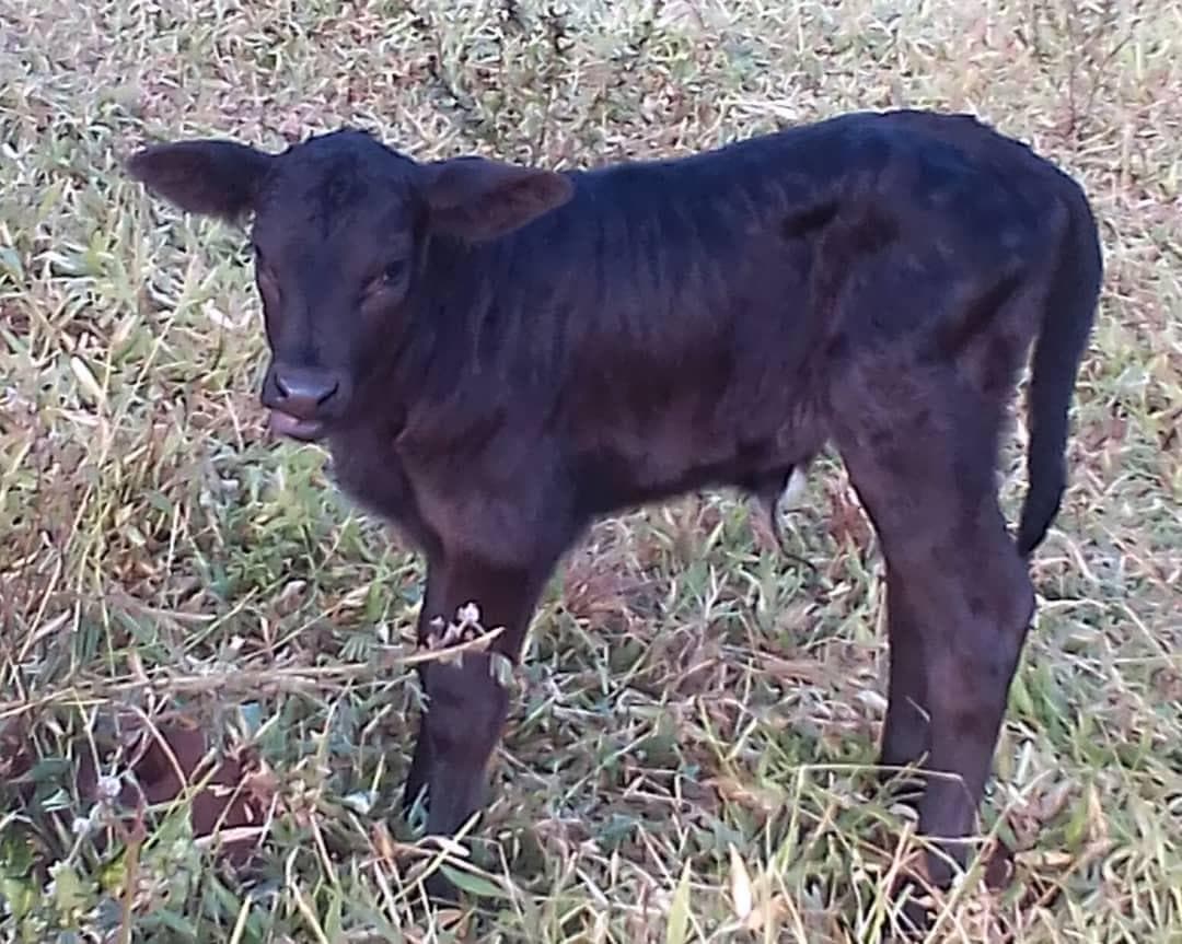 One- to two-day-old calf from the Ngaoundaba program