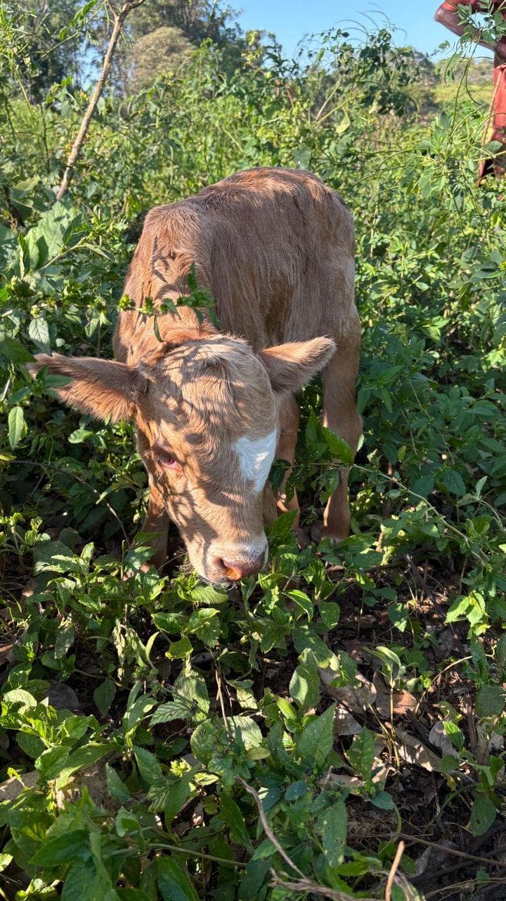 One- to two-day-old calf from the Ngaoundaba program